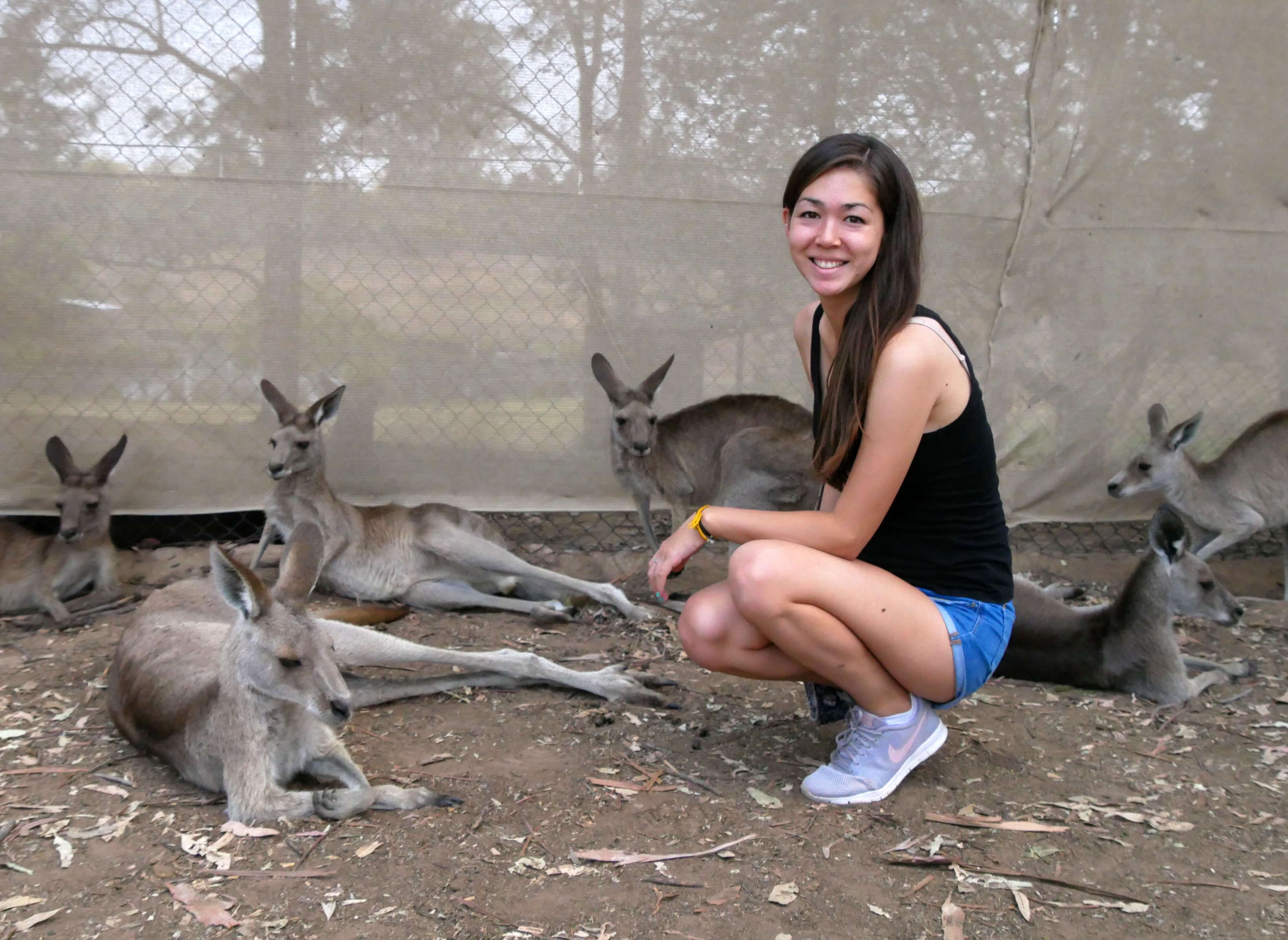 Australia zoo vs lone pine koala sanctuary Lone pine koala sanctuary or australia zoo Brisbane to Australia Zoo Brisbane to Lone Pine Koala Sanctuary Lone Pine Koala Sanctuary Tickets Australia Zoo Tickets Australia Zoo Koala, cuddling a koala in Australia, Feeding Kangaroos, petting kangaroos