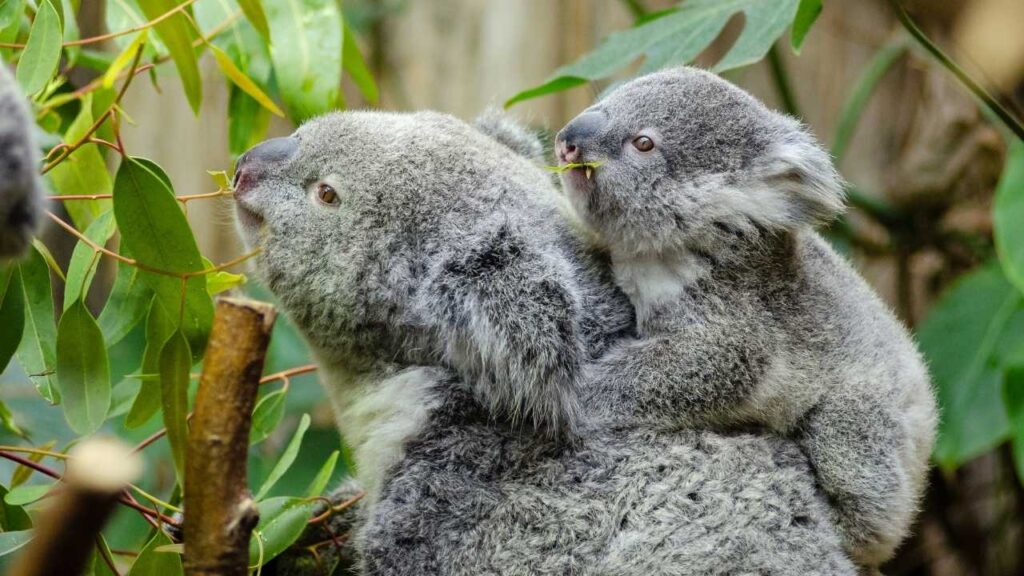 Australia zoo vs lone pine koala sanctuary Lone pine koala sanctuary or australia zoo Brisbane to Australia Zoo Brisbane to Lone Pine Koala Sanctuary Lone Pine Koala Sanctuary Tickets Australia Zoo Tickets Australia Zoo Koala, cuddling a koala in Australia, Feeding Kangaroos, petting kangaroos