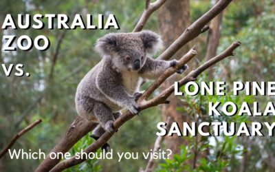 Australia Zoo vs Lone Pine Koala Sanctuary