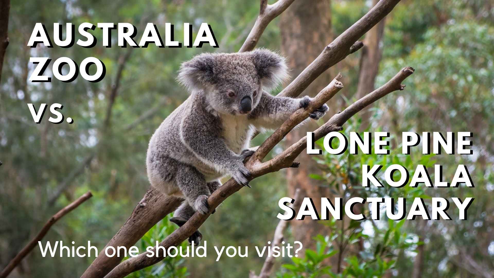 Australia zoo vs lone pine koala sanctuary Lone pine koala sanctuary or australia zoo Brisbane to Australia Zoo Brisbane to Lone Pine Koala Sanctuary Lone Pine Koala Sanctuary Tickets Australia Zoo Tickets Australia Zoo Koala, cuddling a koala in Australia, Feeding Kangaroos, petting kangaroos