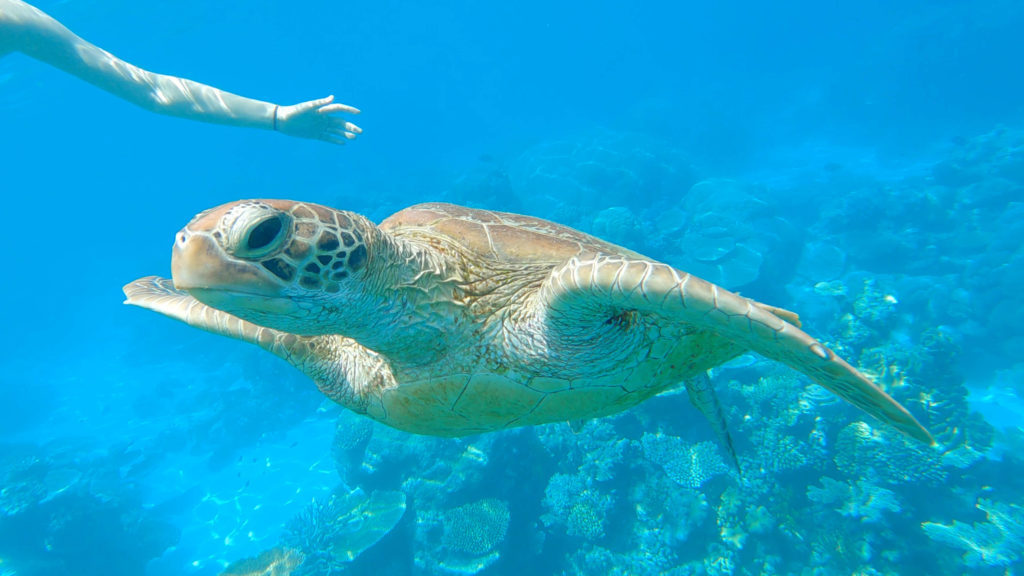 Evolution great barrier reef snorkeling tour Evolution great barrier reef tour Evolution reef cruise Cairns snorkeling cheap Snorkeling in cairns Best great barrier reef tours