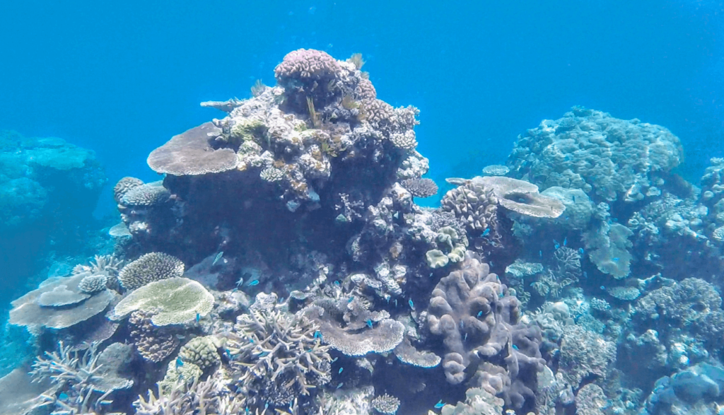 Evolution great barrier reef snorkeling tour Evolution great barrier reef tour Evolution reef cruise Cairns snorkeling cheap Snorkeling in cairns Best great barrier reef tours