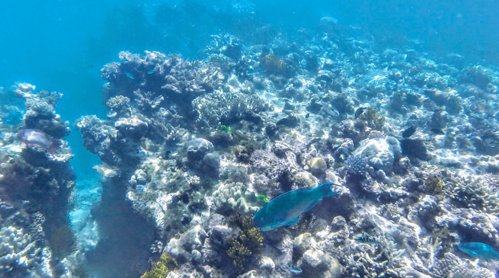 Evolution great barrier reef snorkeling tour Evolution great barrier reef tour Evolution reef cruise Cairns snorkeling cheap Snorkeling in cairns Best great barrier reef tours