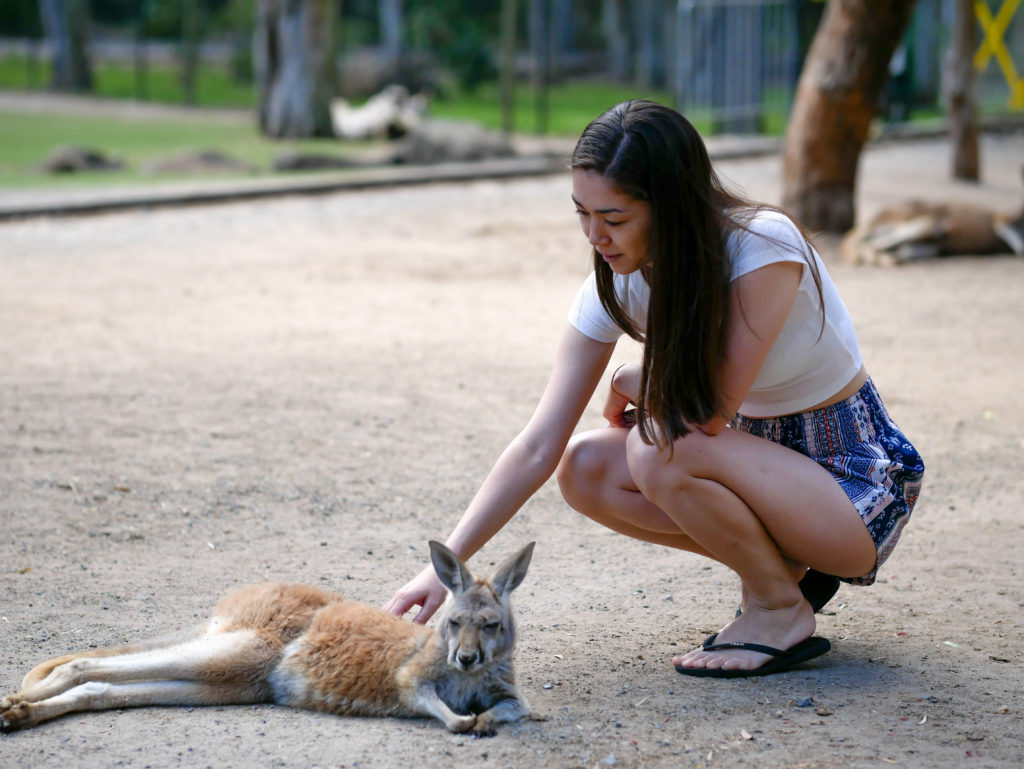 Petting kangaroo at Currumbin Wildlife sanctuary, Gold Coast Australia