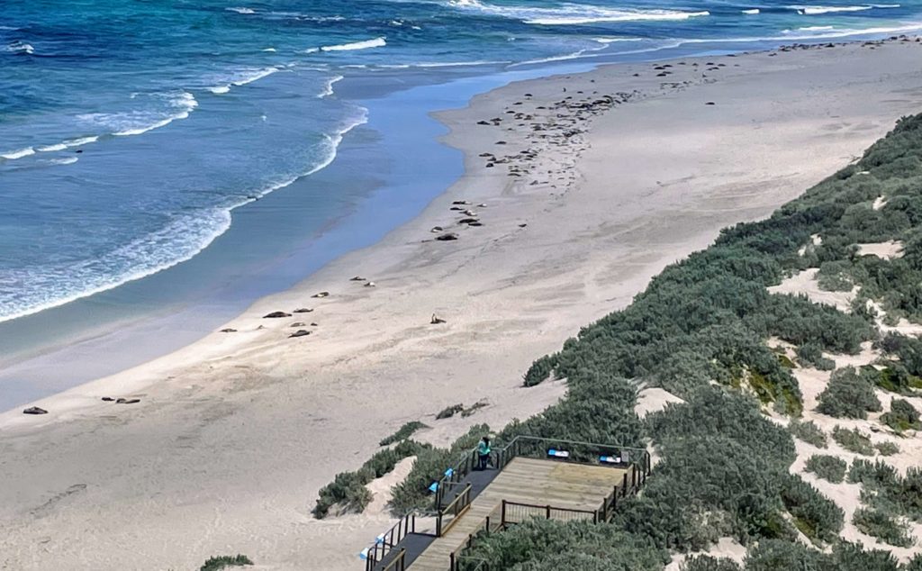 Australian sea lions at Seal Bay Conservation Park, Kangaroo Island South Australia, things to do on Kangaroo Island, tips for visiting Kangaroo Island, Kangaroo Island travel tips, Seal bay