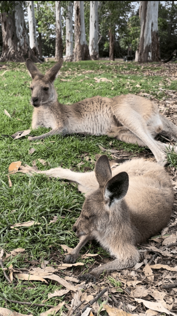 Tips for visiting lone pine koala sanctuary, lone pine koala sanctuary tickets opening days, tips for visiting lone pine, koala sanctuary Brisbane Australia