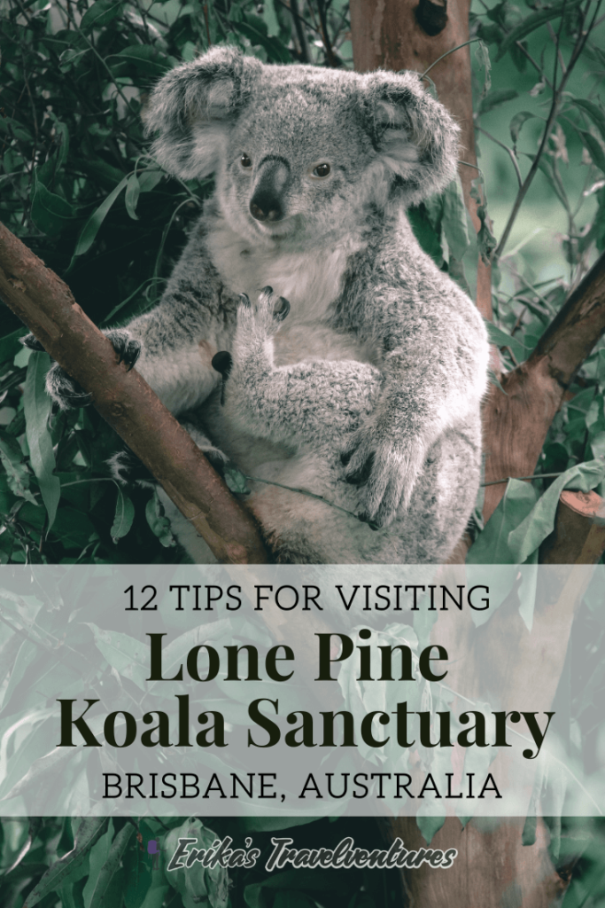 Tips for visiting lone pine koala sanctuary, lone pine koala sanctuary tickets opening days, tips for visiting lone pine, koala sanctuary Brisbane Australia pinterest