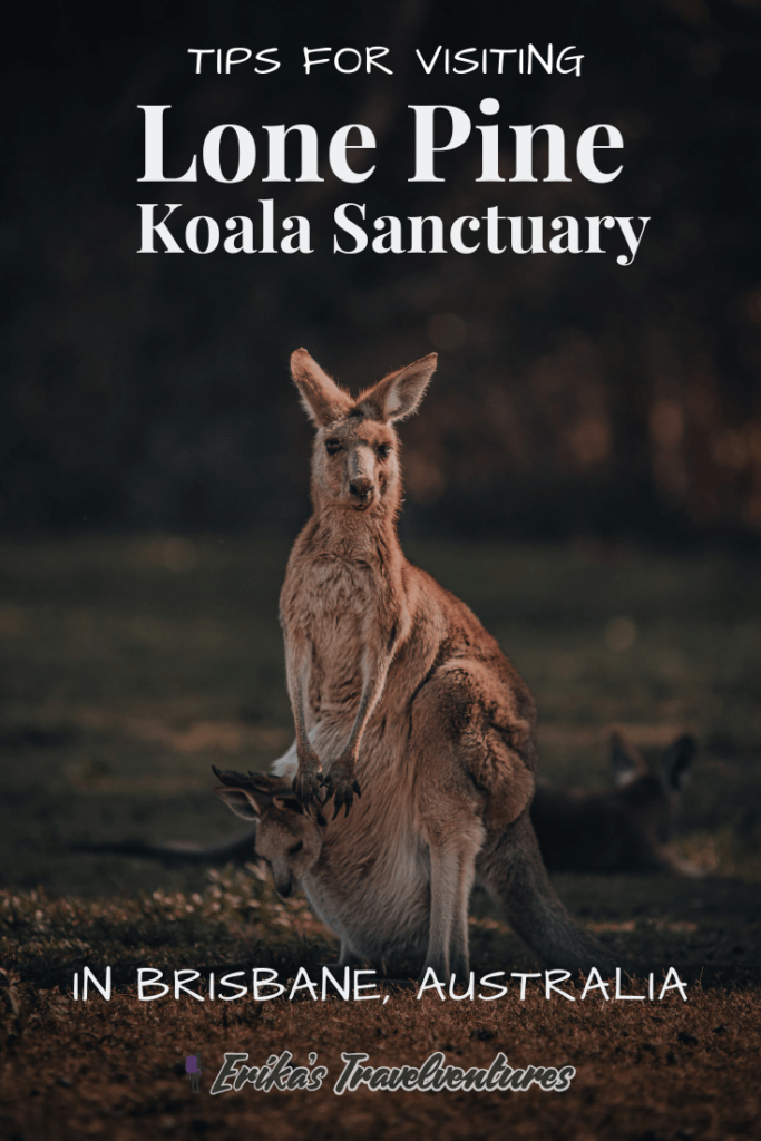 Tips for visiting lone pine koala sanctuary, lone pine koala sanctuary tickets opening days, tips for visiting lone pine, koala sanctuary Brisbane Australia pinterest