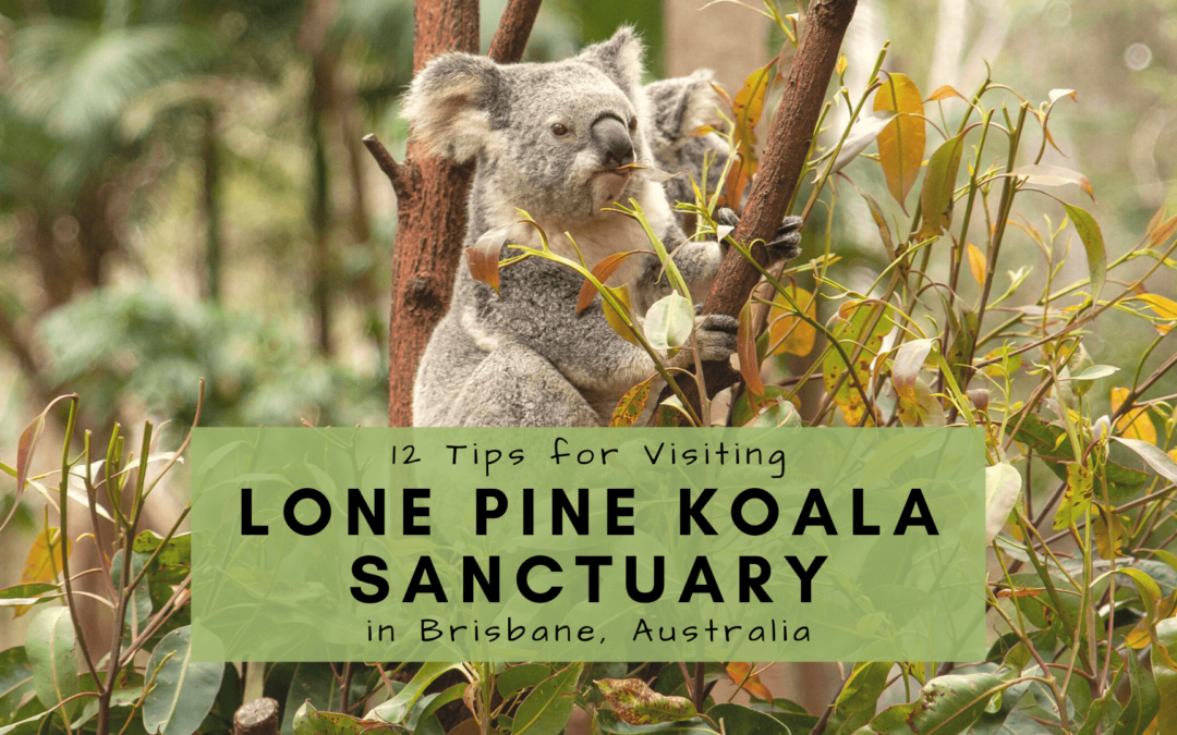 Tips for visiting lone pine koala sanctuary, lone pine koala sanctuary tickets opening days, tips for visiting lone pine, koala sanctuary Brisbane Australia cover