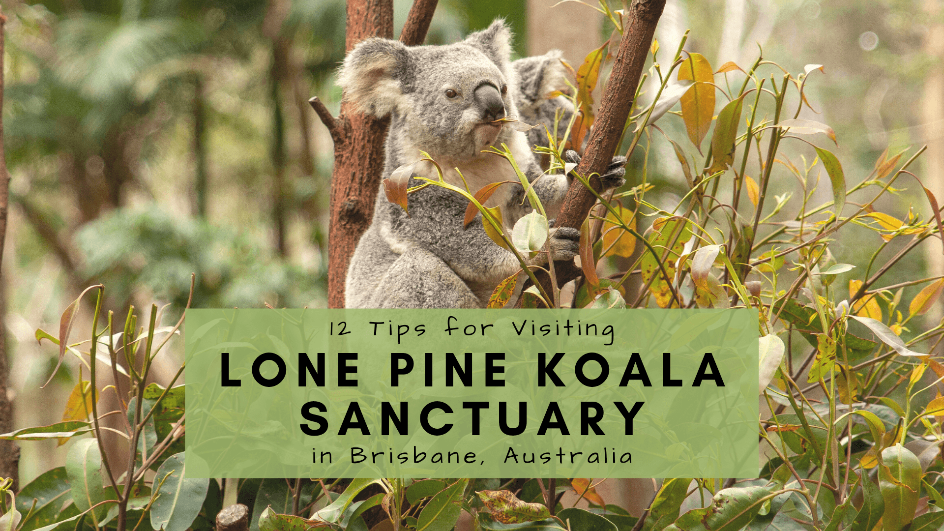 Tips for visiting lone pine koala sanctuary, lone pine koala sanctuary tickets opening days, tips for visiting lone pine, koala sanctuary Brisbane Australia cover