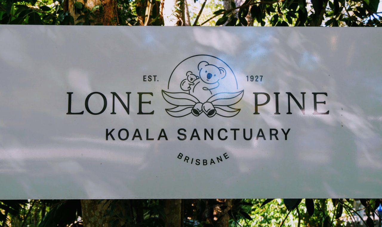 12 Tips for Visiting Lone Pine Koala Sanctuary Erika's Travelventures