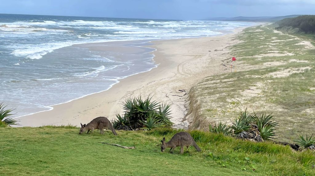 Tips for visiting Stradbroke Island, Queensland, tips for visiting Minjerribah, tips for visiting North Stradbroke Island from Brisbane, tips for visiting Straddie, Stradbroke island tips, things to know before visiting North Stradbroke Island, Queensland Australia, sunrise on Straddie with kangaroos