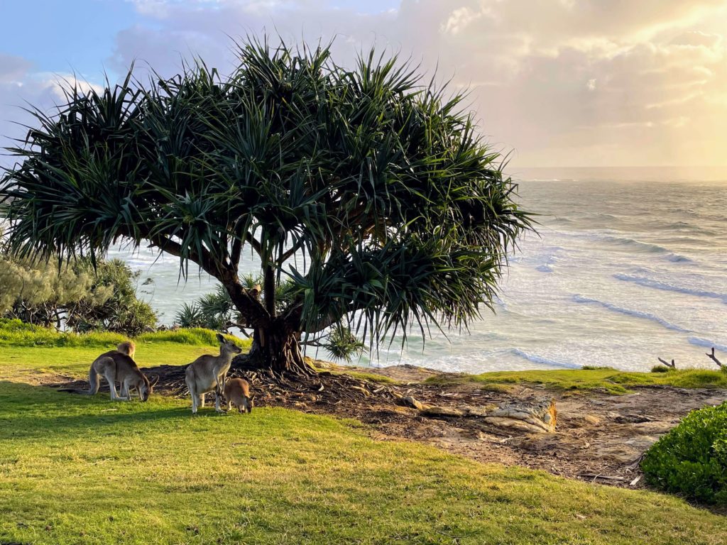 Tips for visiting Stradbroke Island, Queensland, tips for visiting Minjerribah, tips for visiting North Stradbroke Island from Brisbane, tips for visiting Straddie, Stradbroke island tips, things to know before visiting North Stradbroke Island, Queensland Australia, sunrise on Straddie with kangaroos