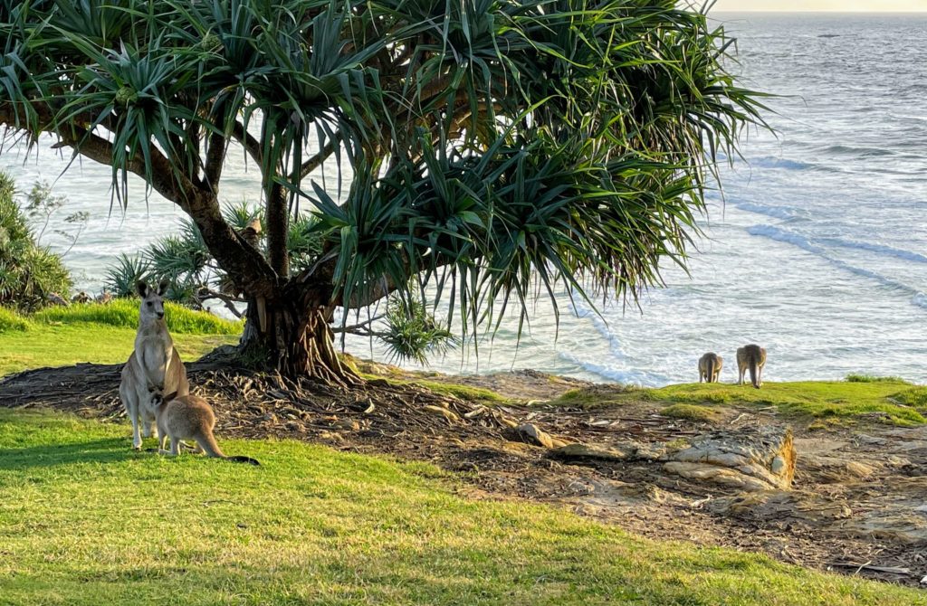 Tips for visiting Stradbroke Island, Queensland, tips for visiting Minjerribah, tips for visiting North Stradbroke Island from Brisbane, tips for visiting Straddie, Stradbroke island tips, things to know before visiting North Stradbroke Island, Queensland Australia, sunrise on Straddie with kangaroos