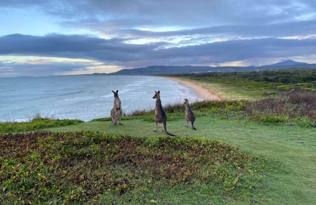 Emerald Beach kangaroos in Australia. Sydney to Brisbane itinerary, road trip Sydney to Brisbane kangaroos at Emerald Beach Look at me now headlands New South Wales. Roadtrip from Sydney to Brisbane 7-day itinerary. Sydney to Gold Coast road trip itinerary