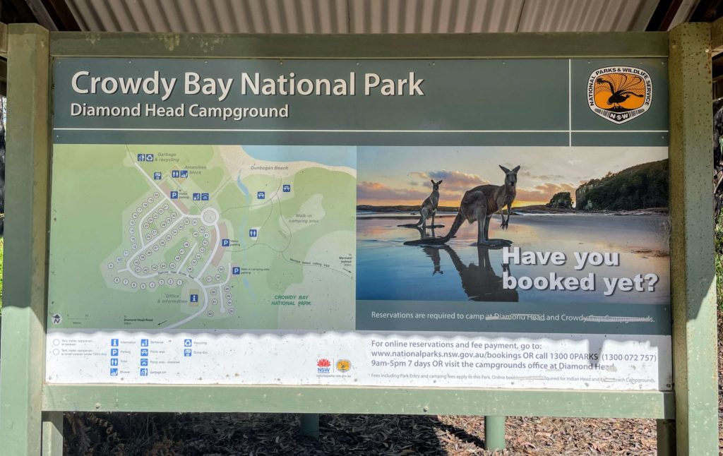 Crowdy Bay National Park, Diamond Head Camp Ground, kangaroos in the wild in Australia, Sydney to Brisbane itinerary, road trip Sydney to Brisbane. Roadtrip from Sydney to Brisbane 7-day itinerary. Sydney to Gold Coast road trip itinerary