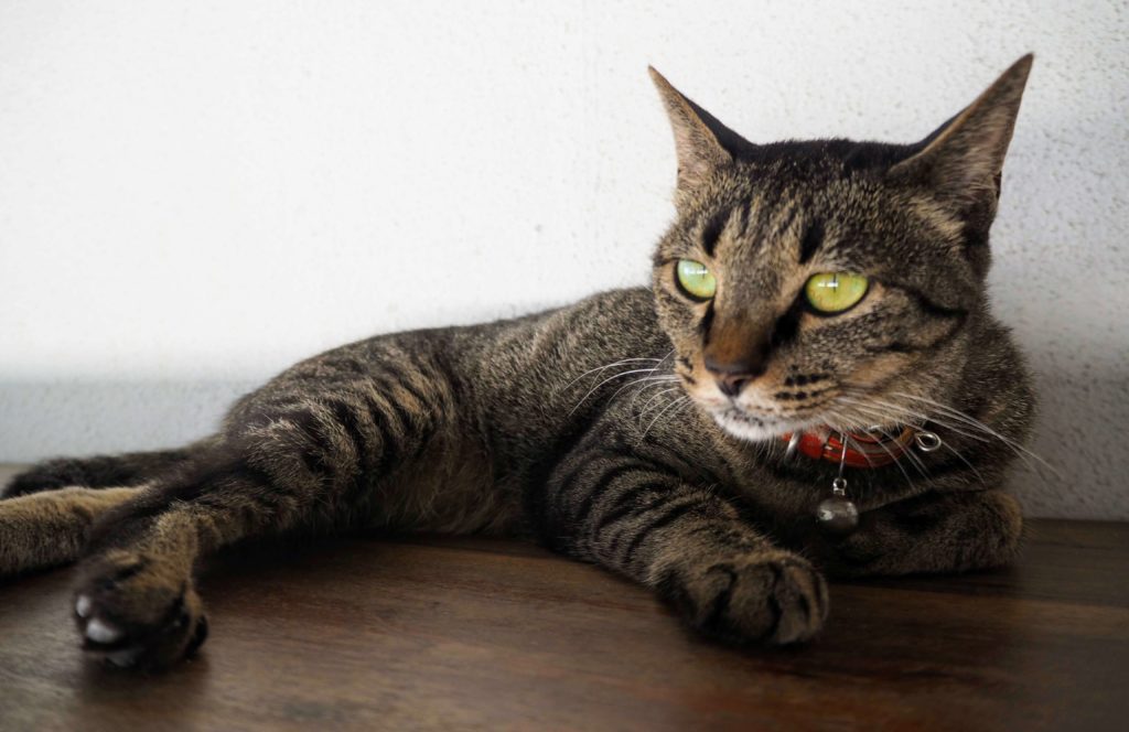 Miku the cat at Mikuniya guesthouse in Miyajima