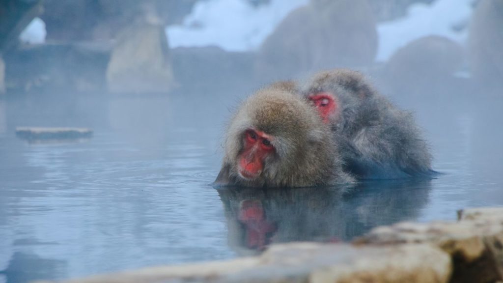 Jigokudani monkey park, snow monkeys in Japan, Nagano ryokan with private onsen, Nagano hotels with private onsen, Nagano private onsen, Ryokan in Nagano with private onsen, monkeys