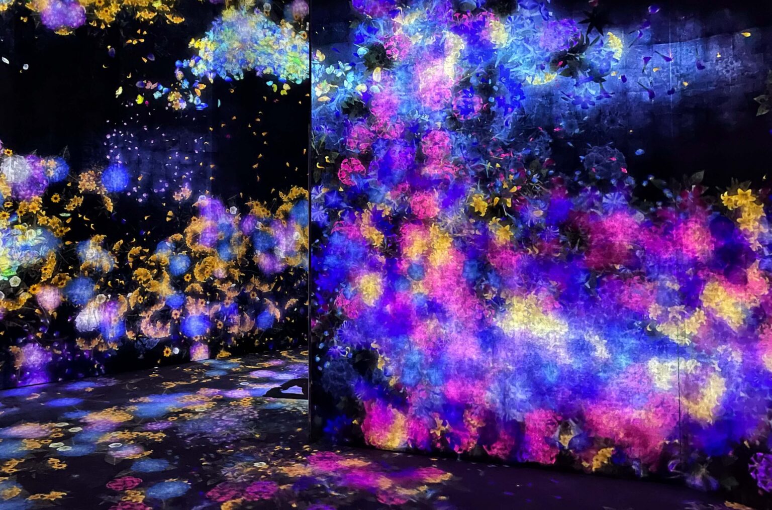 Teamlab Borderless vs Teamlab Which Is Better? Erika