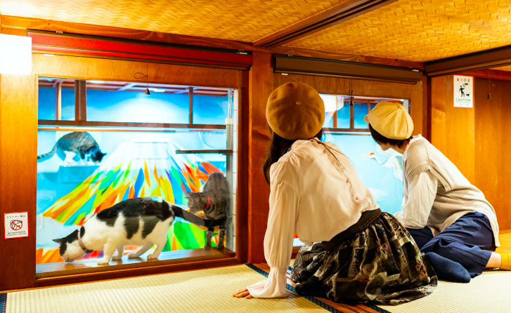 Capsule hotel for couples in Osaka, coolest hotels in Osaka, cat ryokan Osaka, unique hotels in Osaka, Osaka capsule hotel with cats