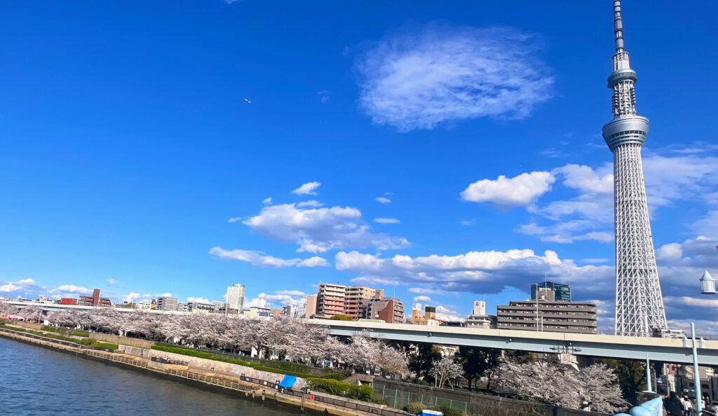 Cherry Blossoms along the Sumida River