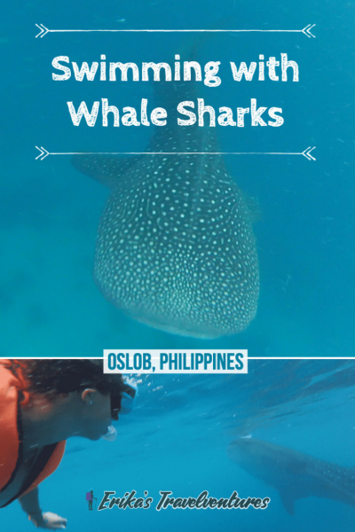 Pinterest Swimming with Whale Sharks in Oslob, Philippines